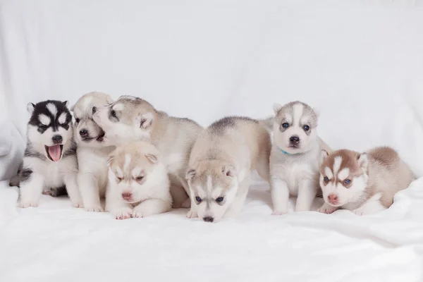 Sevimli Sibirya husky köpek güzel — Stok fotoğraf