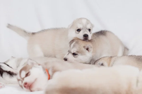 Verspielte sibirische Husky Welpen 1 Monat — Stockfoto