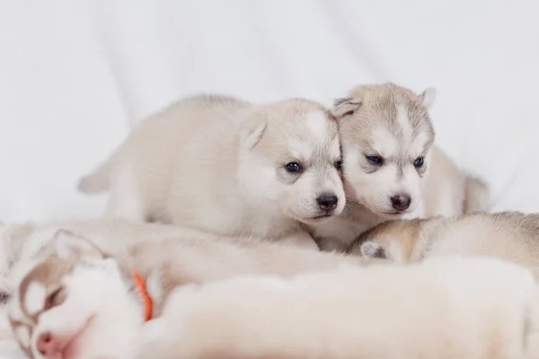 Juguetones cachorros husky siberianos 1 mes — Foto de Stock