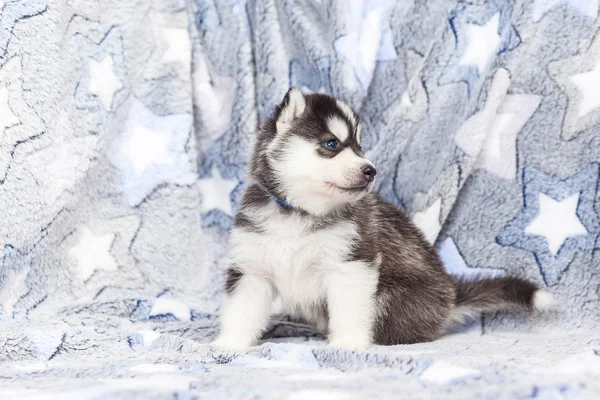 Siberian Husky cachorros 2 meses de edad —  Fotos de Stock