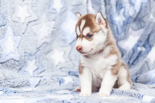 美丽的西伯利亚哈斯基小狗新出生 — 图库照片