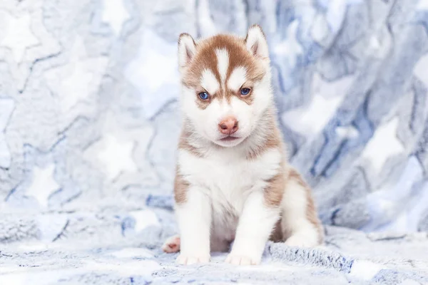 Lindo siberiano husky cachorro hermosa — Foto de Stock