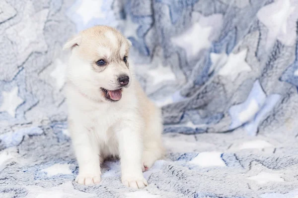 Siberian Husky cachorros 2 meses de edad — Foto de Stock