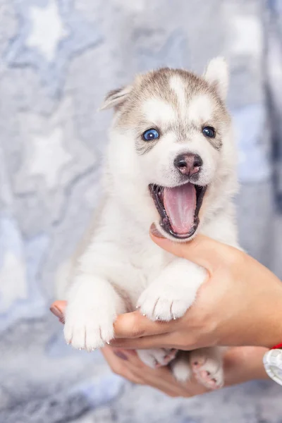 Mooie Siberische Husky puppies nieuwe geboren — Stockfoto