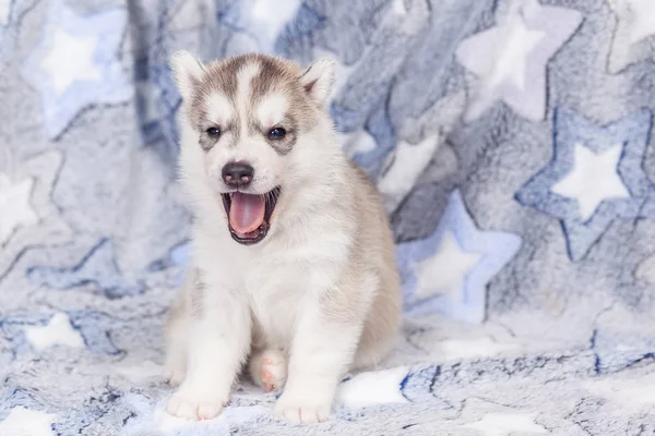 Hermosos cachorros husky siberianos recién nacidos — Foto de Stock