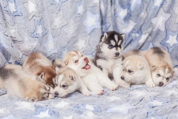 Lekfull Siberian husky valpar 1 månad — Stockfoto