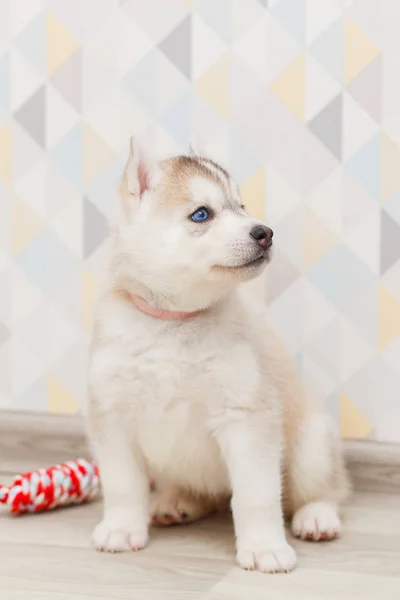 Ładny syberyjski Husky szczeniak piękny — Zdjęcie stockowe