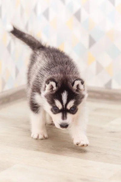 Красивые сибирские хаски новорожденные щенки — стоковое фото