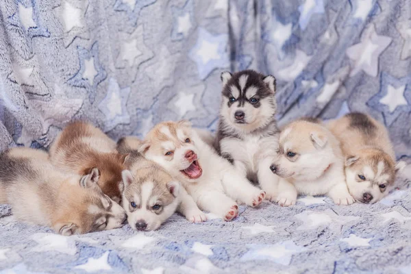 Belos filhotes de cachorro husky siberiano recém-nascido — Fotografia de Stock