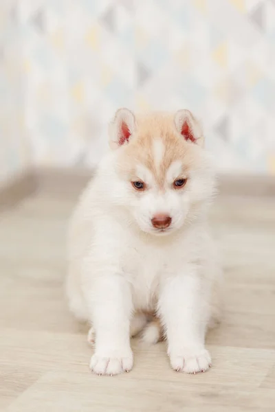 Belos filhotes de cachorro husky siberiano recém-nascido — Fotografia de Stock