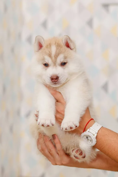 Leash collar puppy husky alone — Stock Photo, Image