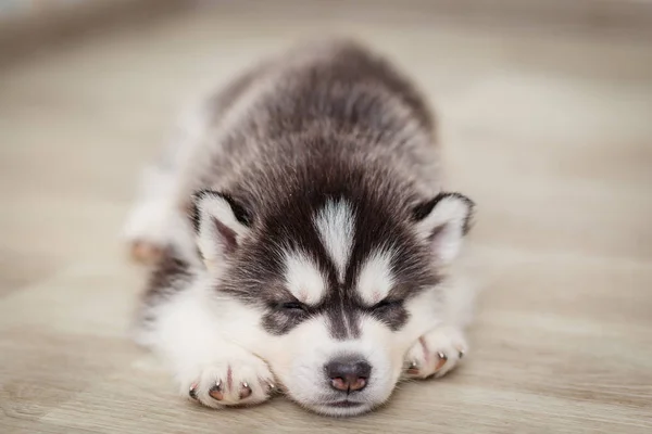 Mooie Siberische Husky puppies nieuwe geboren — Stockfoto