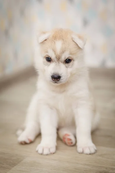 美しいシベリアハスキー子犬生まれ — ストック写真