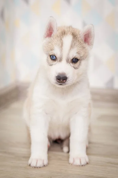 Bonito siberiano husky filhote bonito — Fotografia de Stock