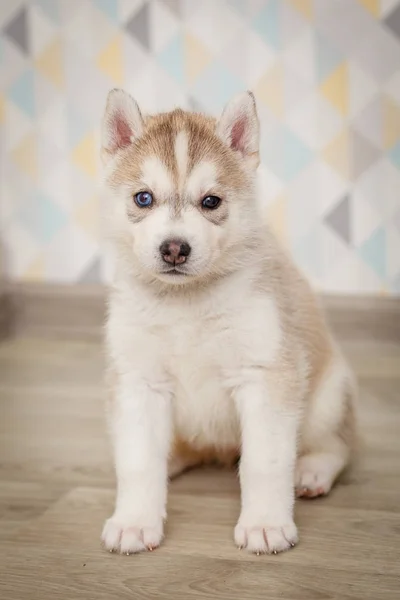 Leash collar puppy husky alone — Stock Photo, Image