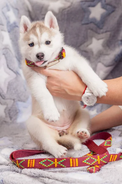 Correa collar cachorro husky solo —  Fotos de Stock