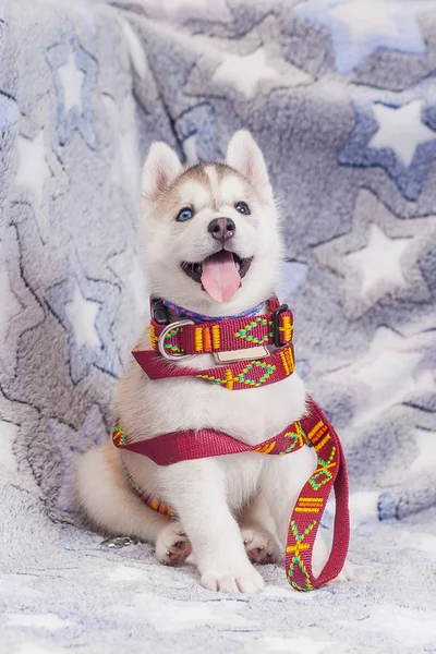 Leash collar puppy husky alone — Stock Photo, Image