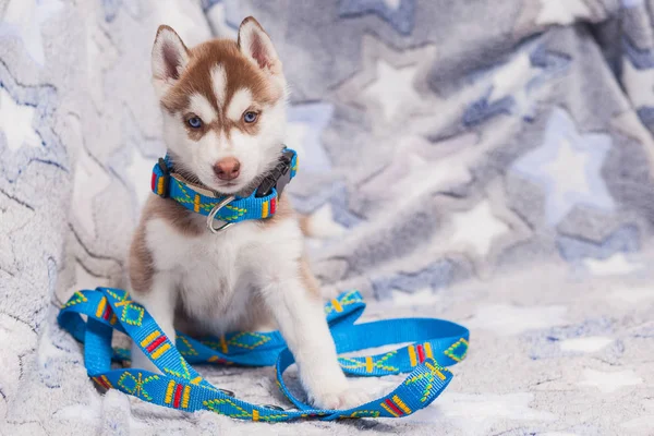 Leiband kraag puppy husky alleen — Stockfoto