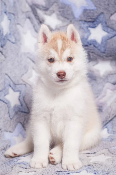 リーシュカラー子犬ハスキー単独 — ストック写真