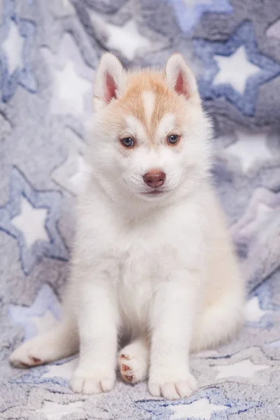 Roztomilé sibiřské štěně nádherné — Stock fotografie
