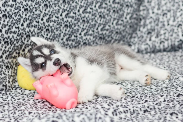 Mooie Siberische Husky puppies nieuwe geboren — Stockfoto