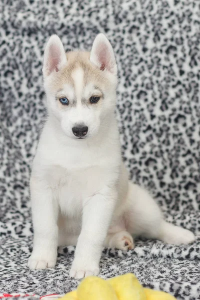 Siberische Husky puppies 2 maanden oud — Stockfoto