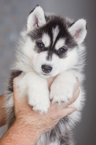 Bonito siberiano husky filhote bonito — Fotografia de Stock