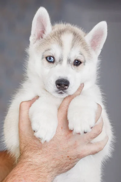 Aranyos szibériai husky kiskutya szép — Stock Fotó