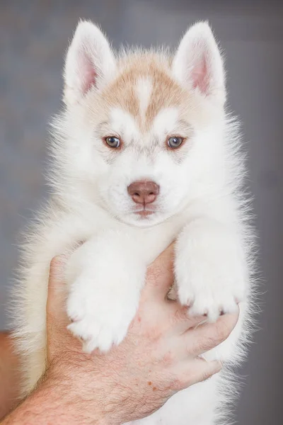 Siberian Husky cachorros 2 meses de edad — Foto de Stock