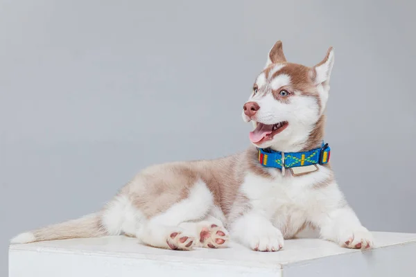 Cute syberyjski Husky Puppy sam — Zdjęcie stockowe