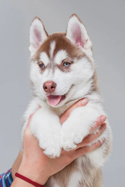 Bonito filhote de cachorro siberiano husky sozinho — Fotografia de Stock