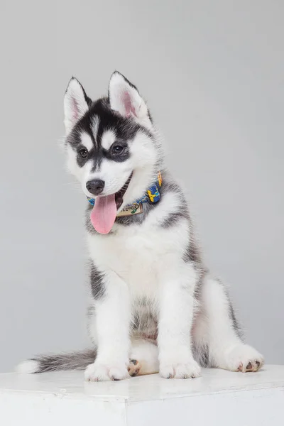 Cute syberyjski Husky Puppy sam — Zdjęcie stockowe