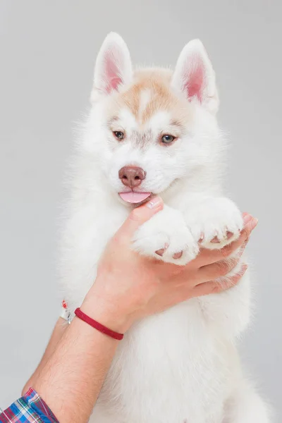 Cachorro Husky Siberiano 2 meses de idade — Fotografia de Stock