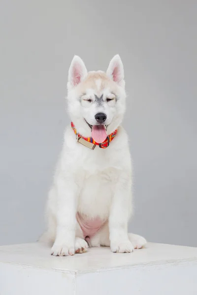 Bonito filhote de cachorro siberiano husky sozinho — Fotografia de Stock