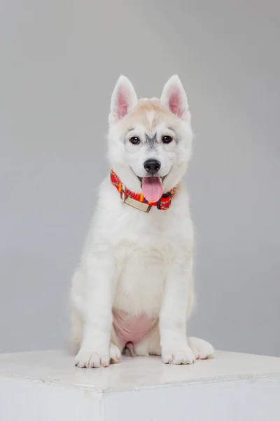 Lindo cachorro husky siberiano solo —  Fotos de Stock