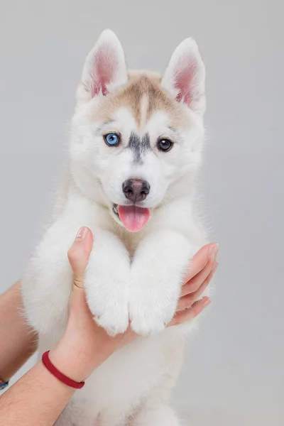 Cachorro Husky Siberiano 2 meses de idade — Fotografia de Stock