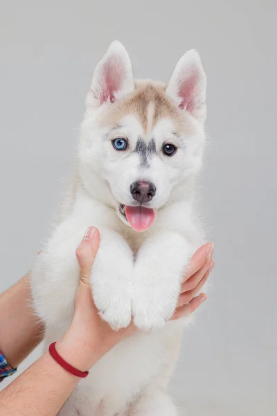 Bonito filhote de cachorro siberiano husky sozinho — Fotografia de Stock