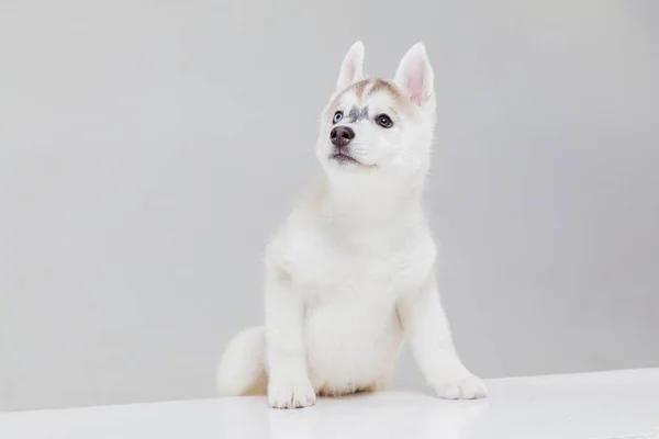 Lindo cachorro husky siberiano solo —  Fotos de Stock