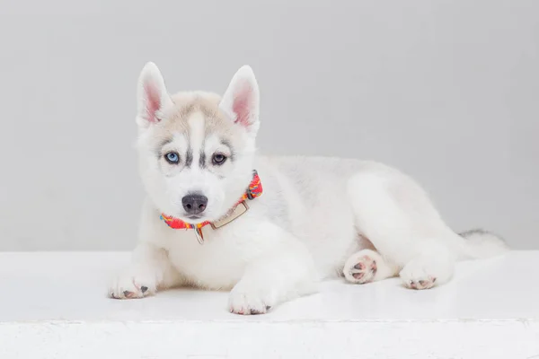 Siberian Husky valp 2 månader gammal — Stockfoto