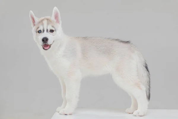 Cute syberyjski Husky Puppy sam — Zdjęcie stockowe