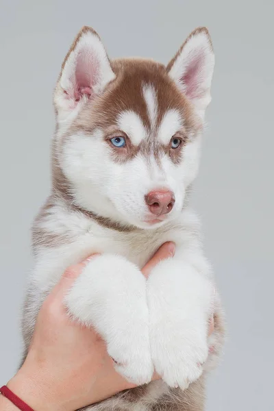 Sibirya Husky Köpek Yavrusu 2 aylık — Stok fotoğraf