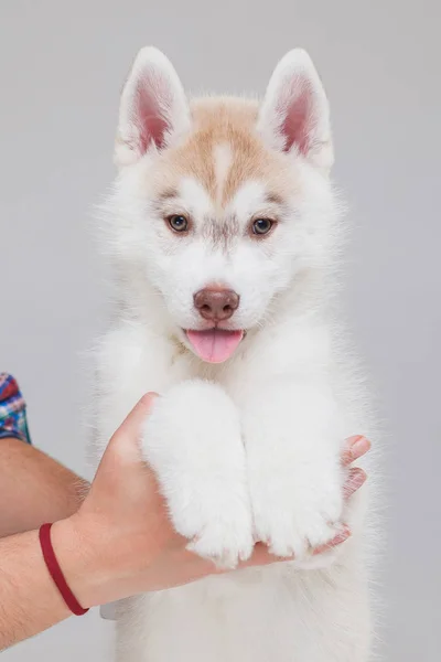 Sibirya Husky Köpek Yavrusu 2 aylık — Stok fotoğraf