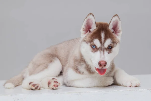시베리아 허스키 강아지 2 개월 — 스톡 사진