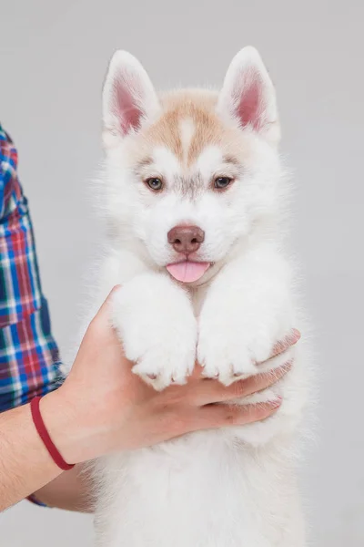 Cachorro Husky Siberiano 2 meses de idade — Fotografia de Stock