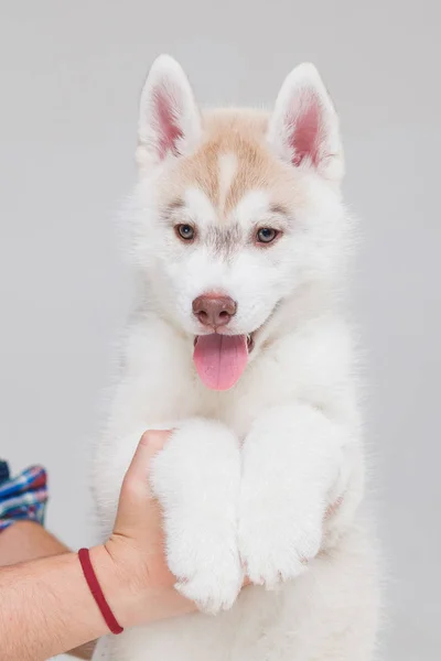 Siberian Husky Puppy 2 meses de edad —  Fotos de Stock