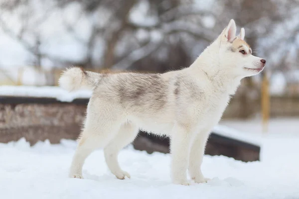 눈 허스키에서 놀고있는 강아지 — 스톡 사진