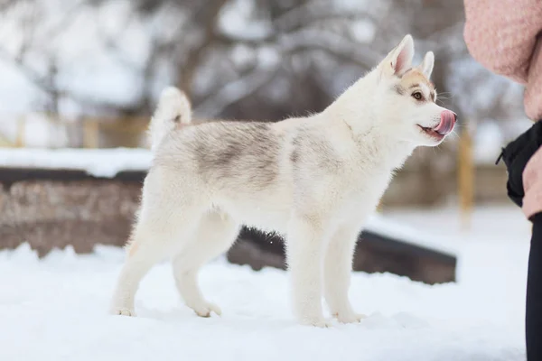 Cachorros jugando en la nieve husky —  Fotos de Stock