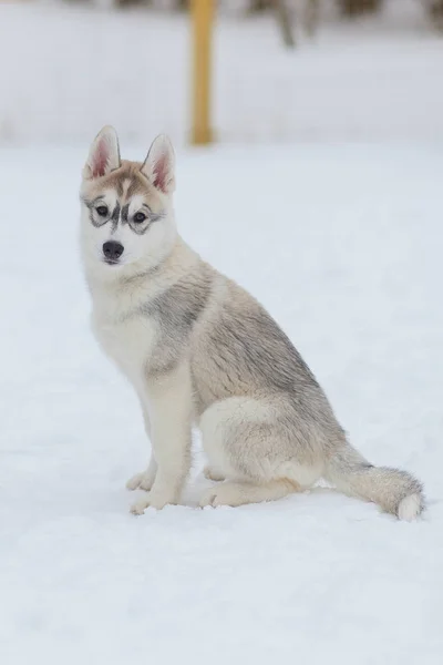 Cachorros brincando na neve husky — Fotografia de Stock