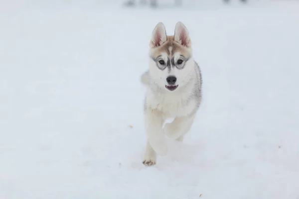Valpar som leker i snön Husky — Stockfoto