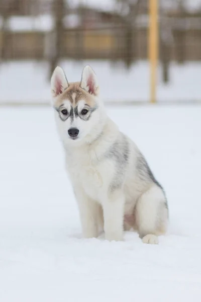Cachorros jugando en la nieve husky —  Fotos de Stock